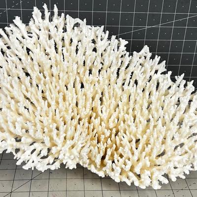 White Coral LARGE!  BEAUTIFUL!!!! Delicate
