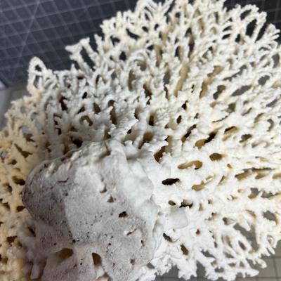 White Coral LARGE!  BEAUTIFUL!!!! Delicate
