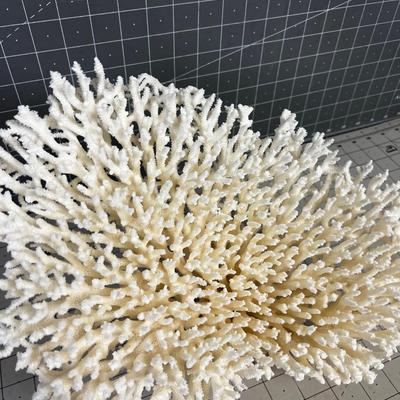 White Coral LARGE!  BEAUTIFUL!!!! Delicate