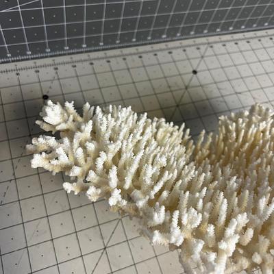 White Coral LARGE!  BEAUTIFUL!!!! Delicate