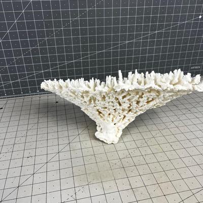 White Coral LARGE!  BEAUTIFUL!!!! Delicate