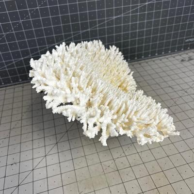 White Coral LARGE!  BEAUTIFUL!!!! Delicate