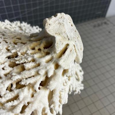 White Coral LARGE!  BEAUTIFUL!!!! Delicate