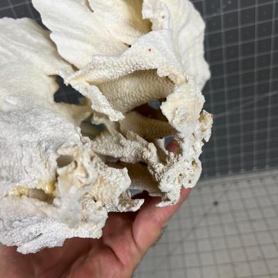 White Coral LARGE! "Lettuce"  BEAUTIFUL!!!! Delicate
