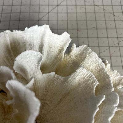 White Coral LARGE! "Lettuce"  BEAUTIFUL!!!! Delicate