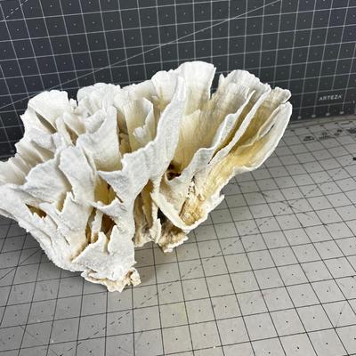White Coral LARGE! "Lettuce"  BEAUTIFUL!!!! Delicate