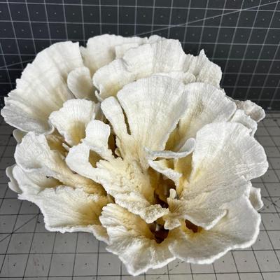 White Coral LARGE! "Lettuce"  BEAUTIFUL!!!! Delicate