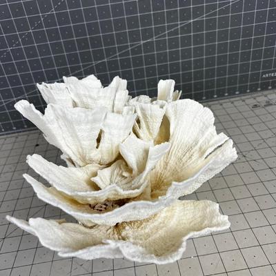 White Coral LARGE! "Lettuce"  BEAUTIFUL!!!! Delicate