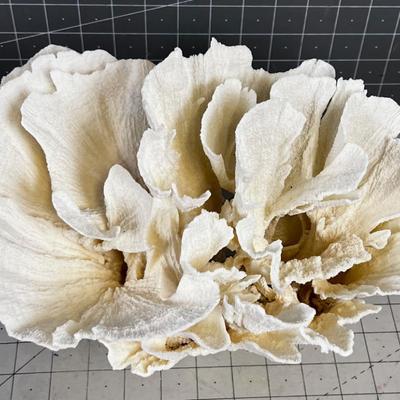 White Coral LARGE! "Lettuce"  BEAUTIFUL!!!! Delicate