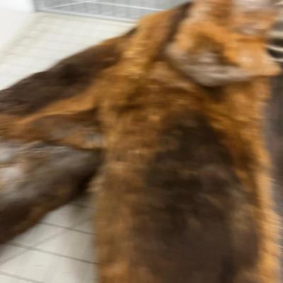 Real Brown Fur Bomber Jacket 