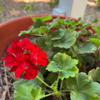 Two Geranium Potted Plants