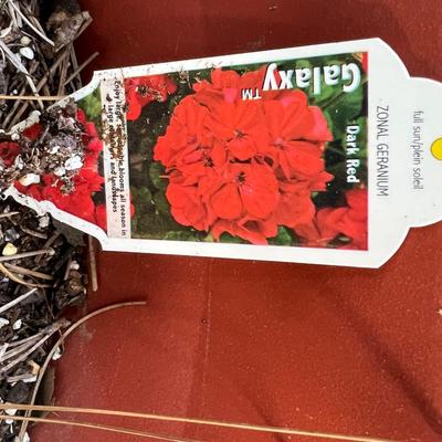 Two Geranium Potted Plants