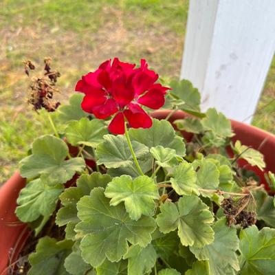 Two Geranium Potted Plants