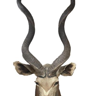 Large African Kudu Taxidermy shoulder mount figurine