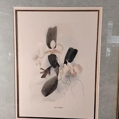 David Nichols Moth Orchid Signed and Numbered Framed Print  224/1950