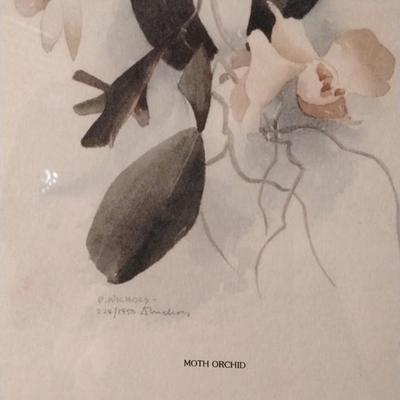 David Nichols Moth Orchid Signed and Numbered Framed Print  224/1950