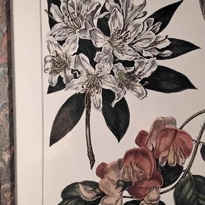 Framed and Matted Print