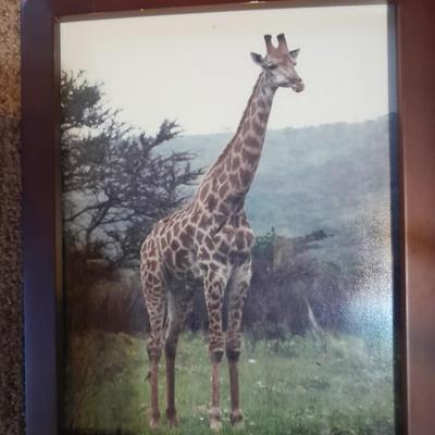 Three framed African wildlife pictures / photographs Hippo, Giraffe, and Zebra