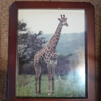Three framed African wildlife pictures / photographs Hippo, Giraffe, and Zebra
