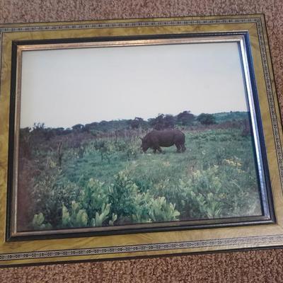 Three framed African wildlife pictures / photographs Hippo, Giraffe, and Zebra