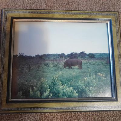 Three framed African wildlife pictures / photographs Hippo, Giraffe, and Zebra
