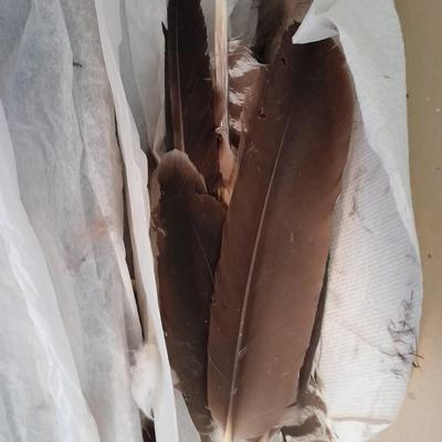 Assortment of Goose feathers for crafts