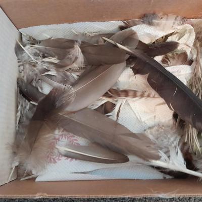 Assortment of Goose feathers for crafts