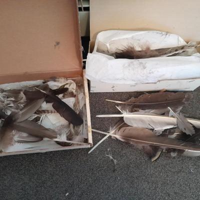Assortment of Goose feathers for crafts