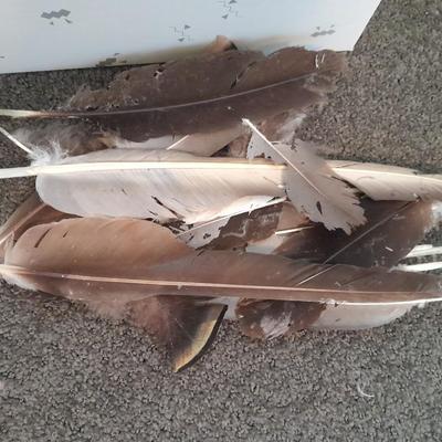 Assortment of Goose feathers for crafts