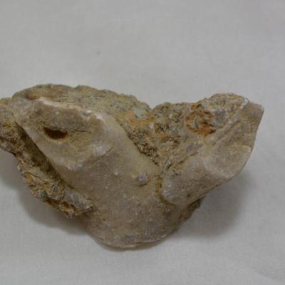 Rock Collection with Fossils & Coral