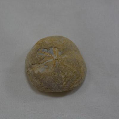 Rock Collection with Fossils & Coral