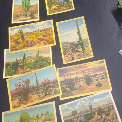 Vintage Cactus Postcards