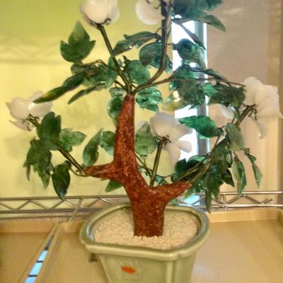 Oriental Jade tree
