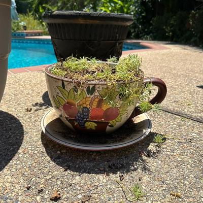 (6) Plants Pots