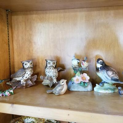 Birds