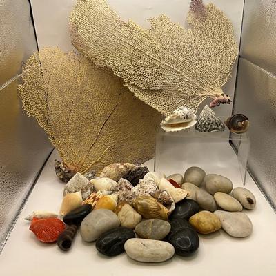 423 Lot of Rocks, Sea Shells, Sea Fan Display Pieces