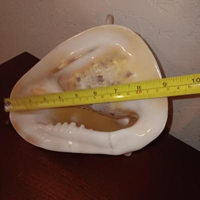 Beautiful Large Helmut Conch Seashell Specimen