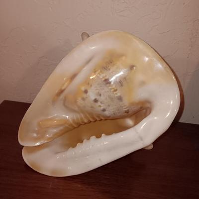 Beautiful Large Helmut Conch Seashell Specimen