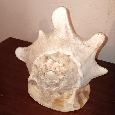 Beautiful Large Helmut Conch Seashell Specimen