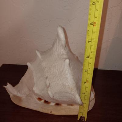 Beautiful Large Helmut Conch Seashell Specimen