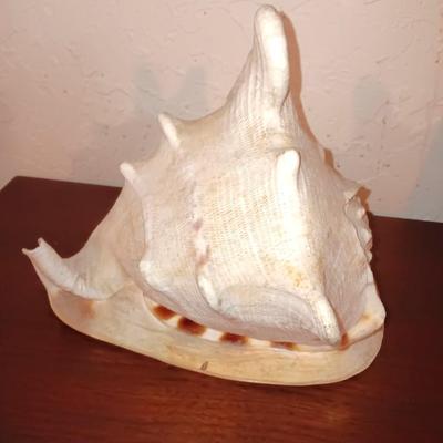 Beautiful Large Helmut Conch Seashell Specimen