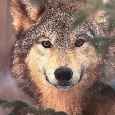 Framed Wolf Picture