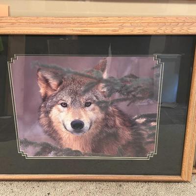 Framed Wolf Picture
