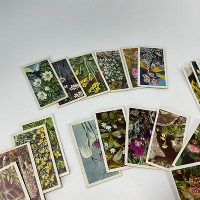 -92- COLLECTIBLE | Vintage Brooke Bond Wild Flower Card Set
