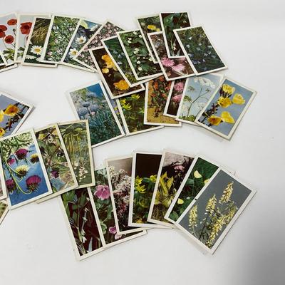 -92- COLLECTIBLE | Vintage Brooke Bond Wild Flower Card Set