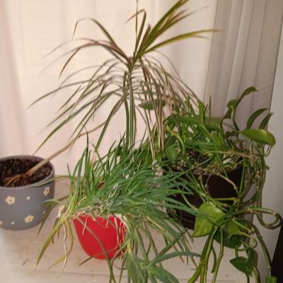 Three potted houseplants - Pathos - Aloe - Dracaena