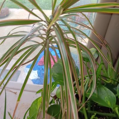 Three potted houseplants - Pathos - Aloe - Dracaena