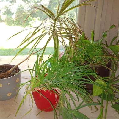 Three potted houseplants - Pathos - Aloe - Dracaena