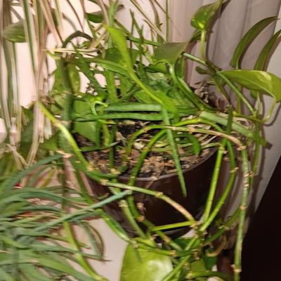 Three potted houseplants - Pathos - Aloe - Dracaena