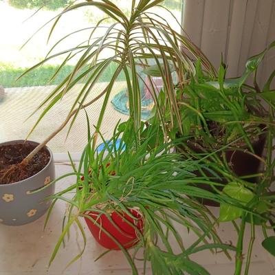 Three potted houseplants - Pathos - Aloe - Dracaena